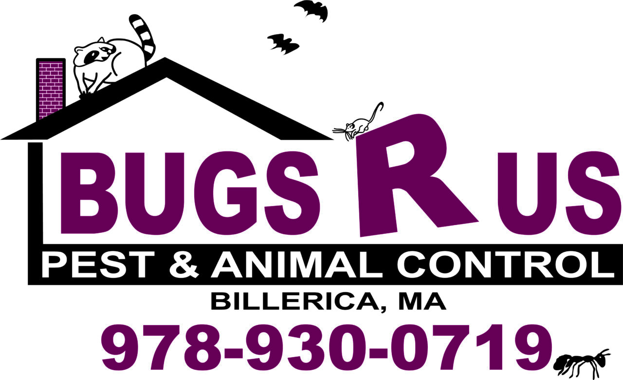 Bugs R Russ Bugs R Us | Pest & Animal Control